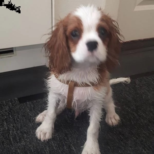  regalo cavalier king