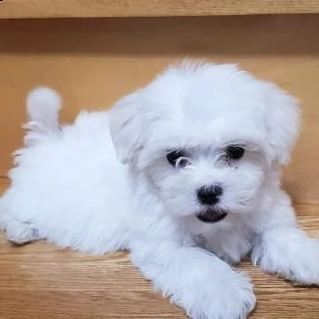cuccioli maltese di pura razza disponibili | Foto 1