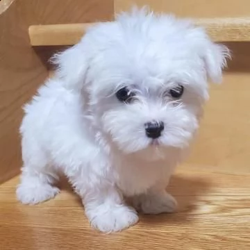 cuccioli maltese di pura razza disponibili | Foto 0