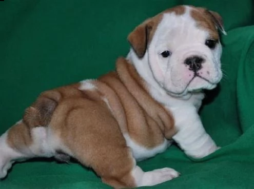 adorabili cuccioli di bulldog francese