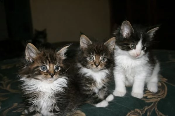 --bellissimi gattini maine coon in adozione, i gattini sono molto sani intelligenti e giocherelloni 