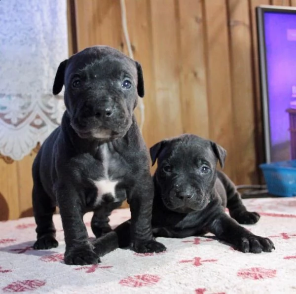 american pitbull terrier