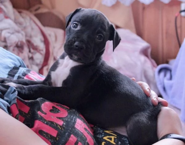 cucciolini di pitbull,