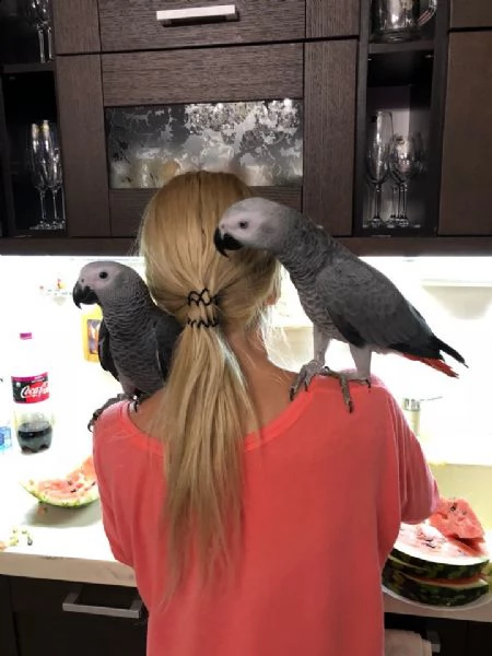 si prega di notare che abbiamo solo pappagalli africani grigio per la vendita. adorabile pappagallo 