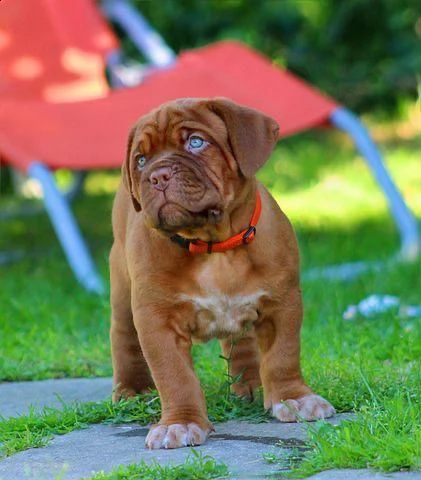  regalo bellissimi maschi e femmine dogue de bordeaux cuccioli