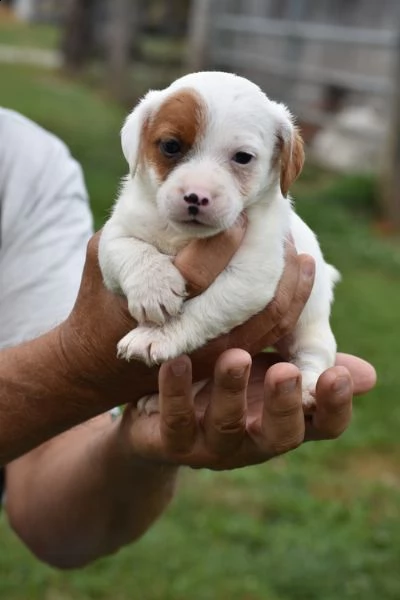  regalo cuccioli di pitbull
