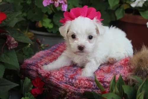  adorabili cuccioli maltese  femminucce e maschietti disponibili