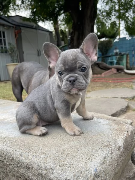  cuccioli di bulldog francese per l'adozione
