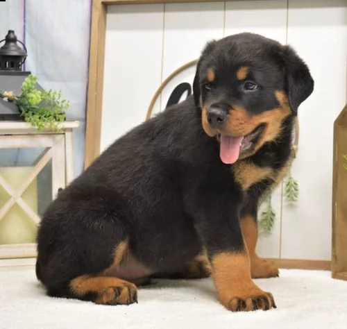  regalo cucciolo di rottweiler con un cappotto duro