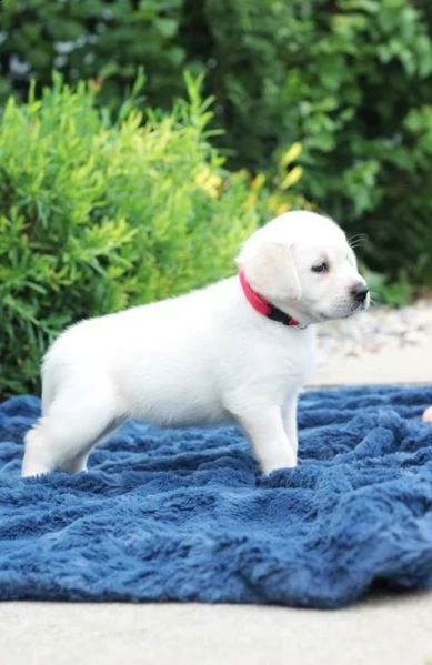  regalo bellissimi cuccioli di labrador