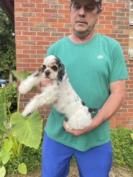  regalo cuccioli shih tzu