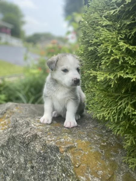  regalo cuccioli siberian husky  maschio e femmina