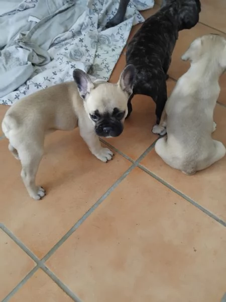 Cuccioli Bulldog francesi