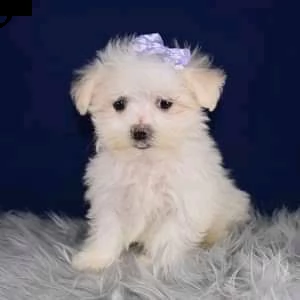 cuccioli di maltese toy 