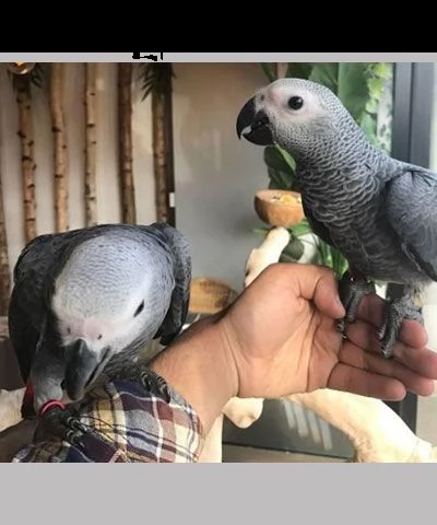 pappagallo cenerino africano sano | Foto 1