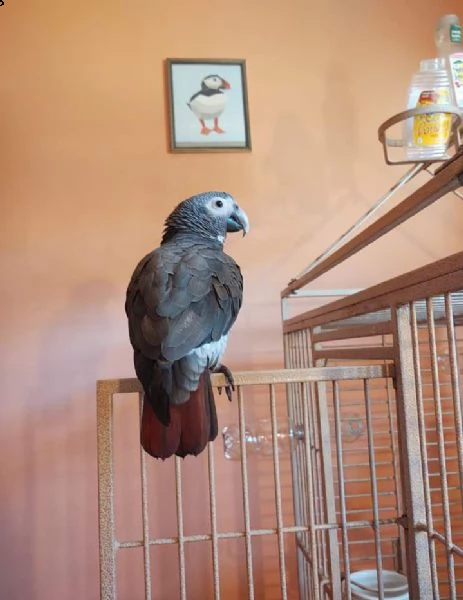 vendita di pappagalli cenerini africani | Foto 0