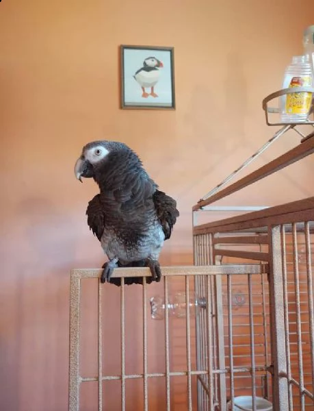 vendita di pappagalli cenerini africani