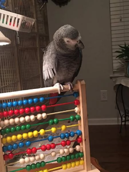 grigio africano in saldo