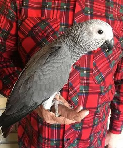 pappagallo cenerino africano femmina in vendita