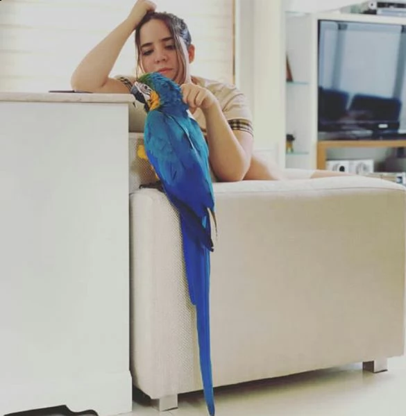 accessori e gabbia ara blu e oro | Foto 0