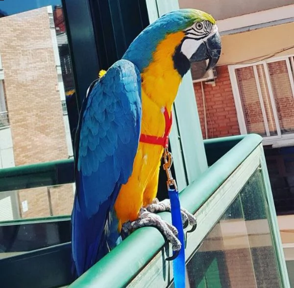 accessori e gabbia ara blu e oro