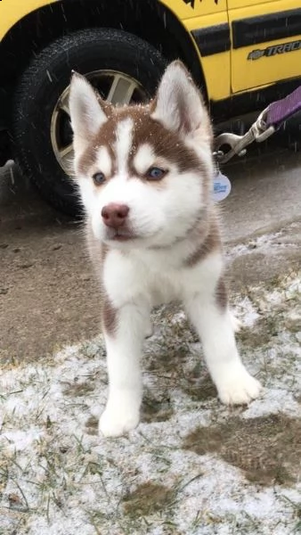  regalo cuccioli siberian husky maschio e femmina