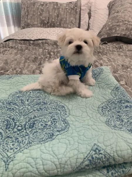 adorabili cuccioli maltese  femminucce e maschietti disponibili