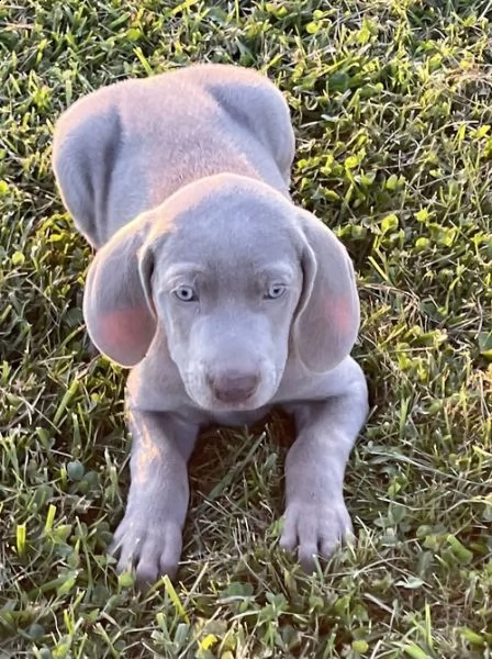  regalo cuccioli weimaraner