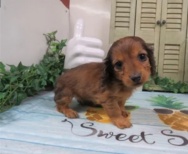 regalo adorabili cuccioli  bassotto femminucce e maschietti disponibili gratuita i cuccioli sono vac