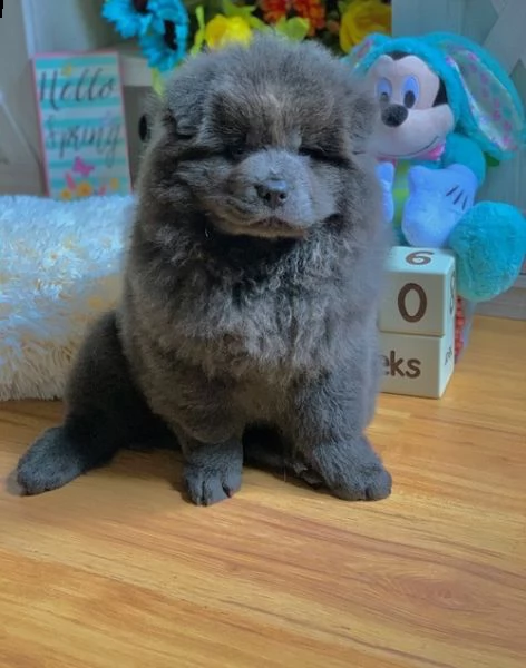  adorabili cuccioli di chow chow impostati per l'adozione