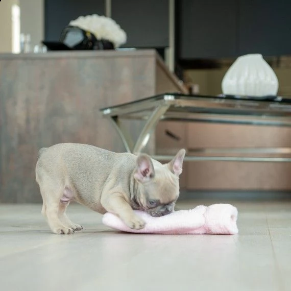 3 cuccioli maschi e femmine bouledogue francese | Foto 2