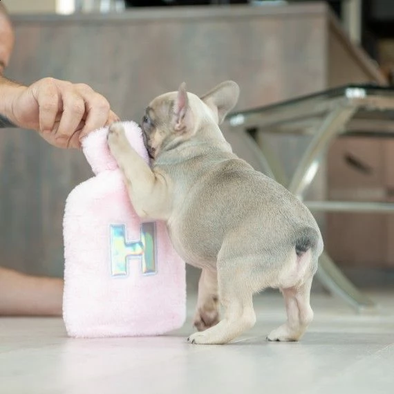 3 cuccioli maschi e femmine bouledogue francese | Foto 1