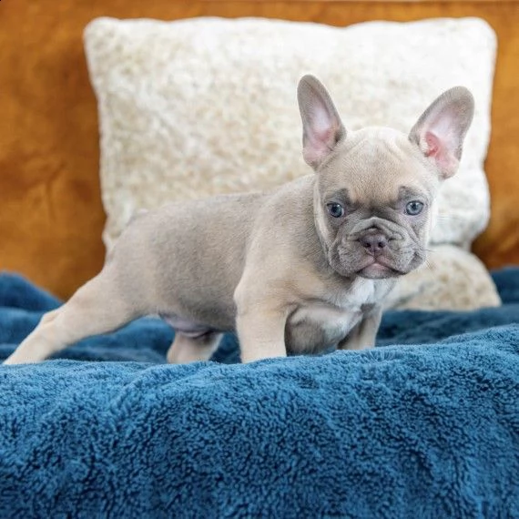 3 cuccioli maschi e femmine bouledogue francese