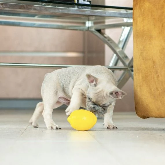 3 cuccioli maschi e femmine bouledogue francese | Foto 0