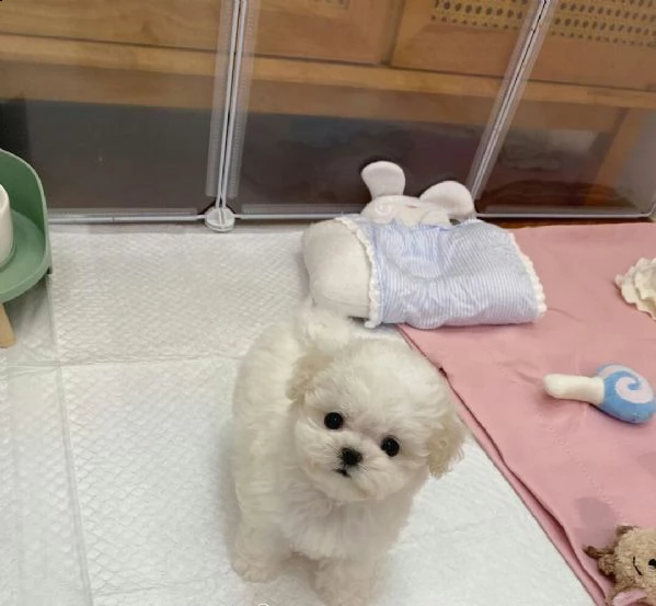  regalo maltese... | Foto 0