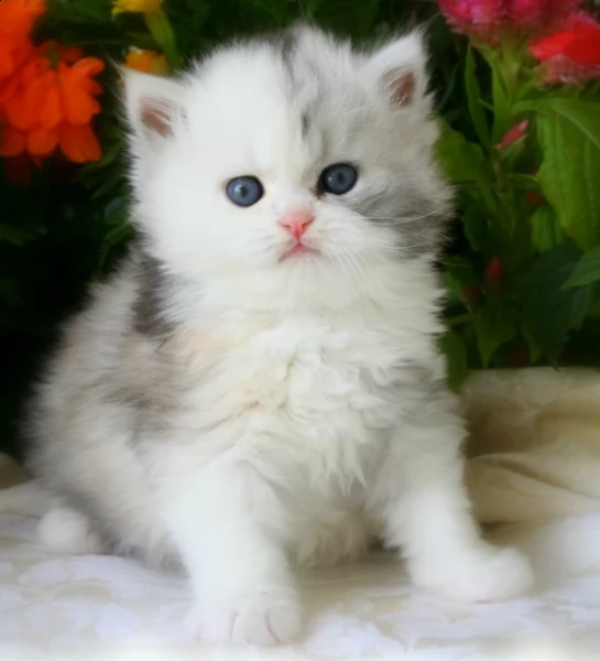 offro in regalo persiani gattini con pedigree . cuccioli di  persiani siamo urgentemente alla ricerc