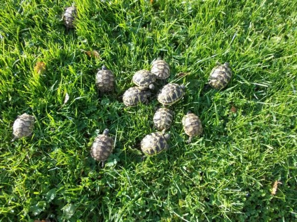 giovani cuccioli hermanni, in buone condizioni di salute e alla ricerca di un rettile appassionato c