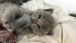 hanno un regalo adottando 3 cuccioli  blu di russia adorabili cuccioli e carino maschi e femmine. i  | Foto 0