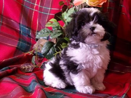 cuccioli di shitzu disponibile per l'adozione ,statura molto piccola, i cuccioli hanno circa 2 mesi,