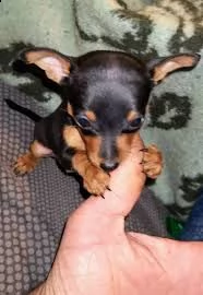 cuccioli di pinscher disponibile per l'adozione ,statura molto piccola, i cuccioli hanno circa 2 mes