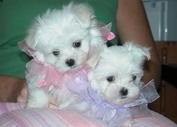giocattolo regalo cuccioli di maltese i cuccioli di maltese sono disponibili per l'adozione, con tut