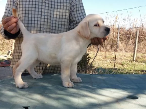 giocattolo regalo cuccioli di labrador i cuccioli di labrador sono disponibili per l'adozione, con t