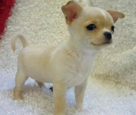 cuccioli di chihuahua toy disponibile per l'adozione ,statura molto piccola, i cuccioli hanno circa 