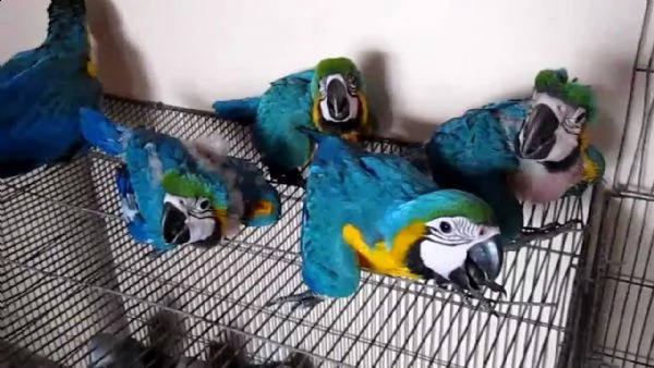 pappagalli parlanti da riproduzione 