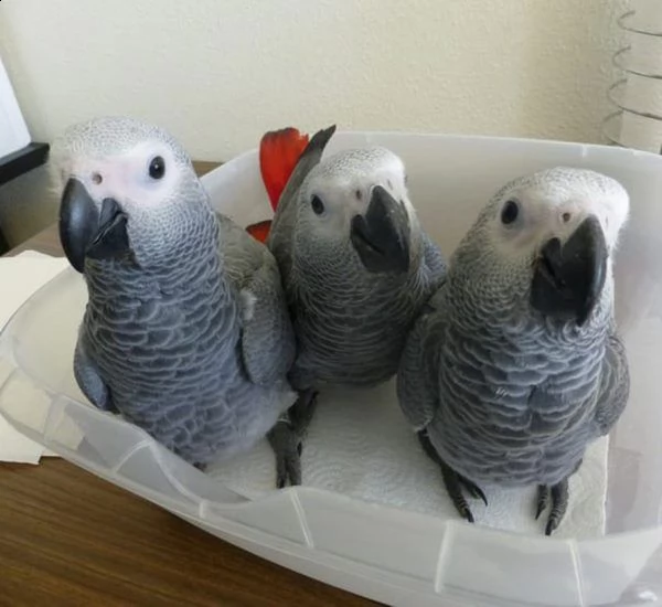 pappagalli parlanti da riproduzione  | Foto 1