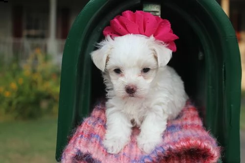 adorabili cuccioli maltese  femminucce e maschietti disponibili