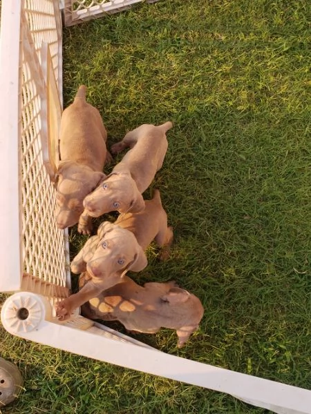 regalo cuccioli weimaraner
