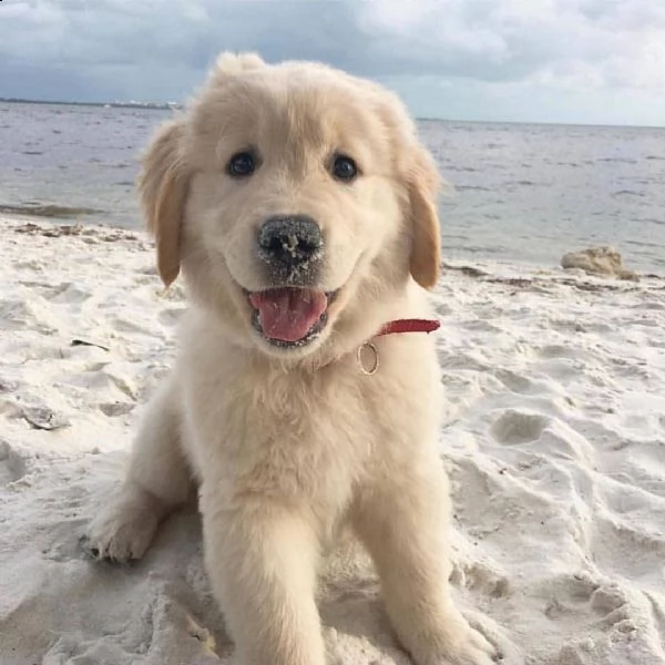 regalo golden retriever 