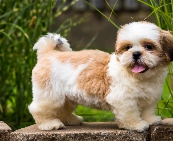 regalo cuccioli shih tzu