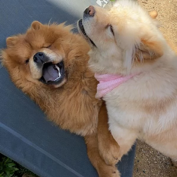 adorabile cuccioli di chow cow disponibile per adozione